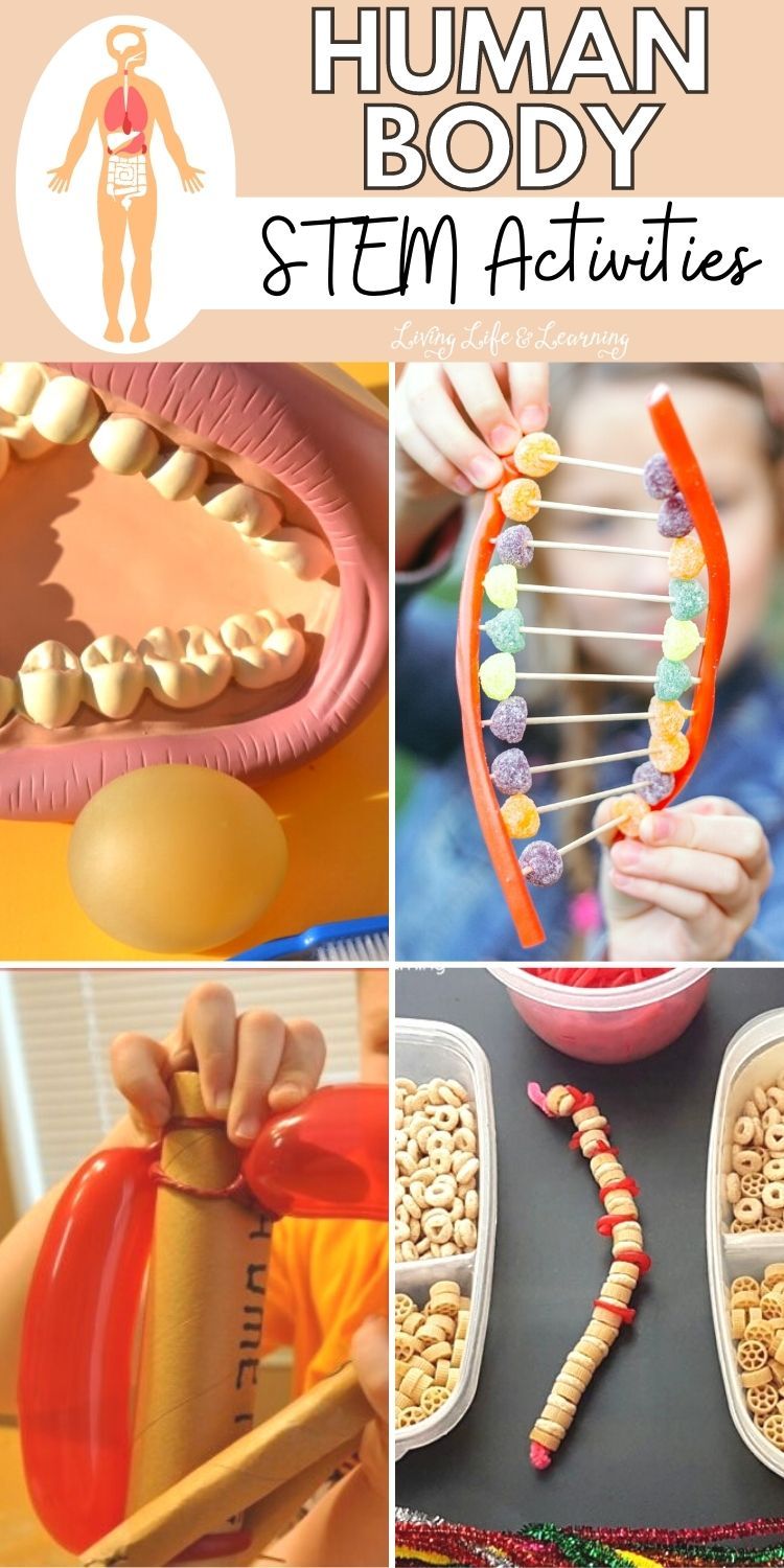 Human Body STEM Activities