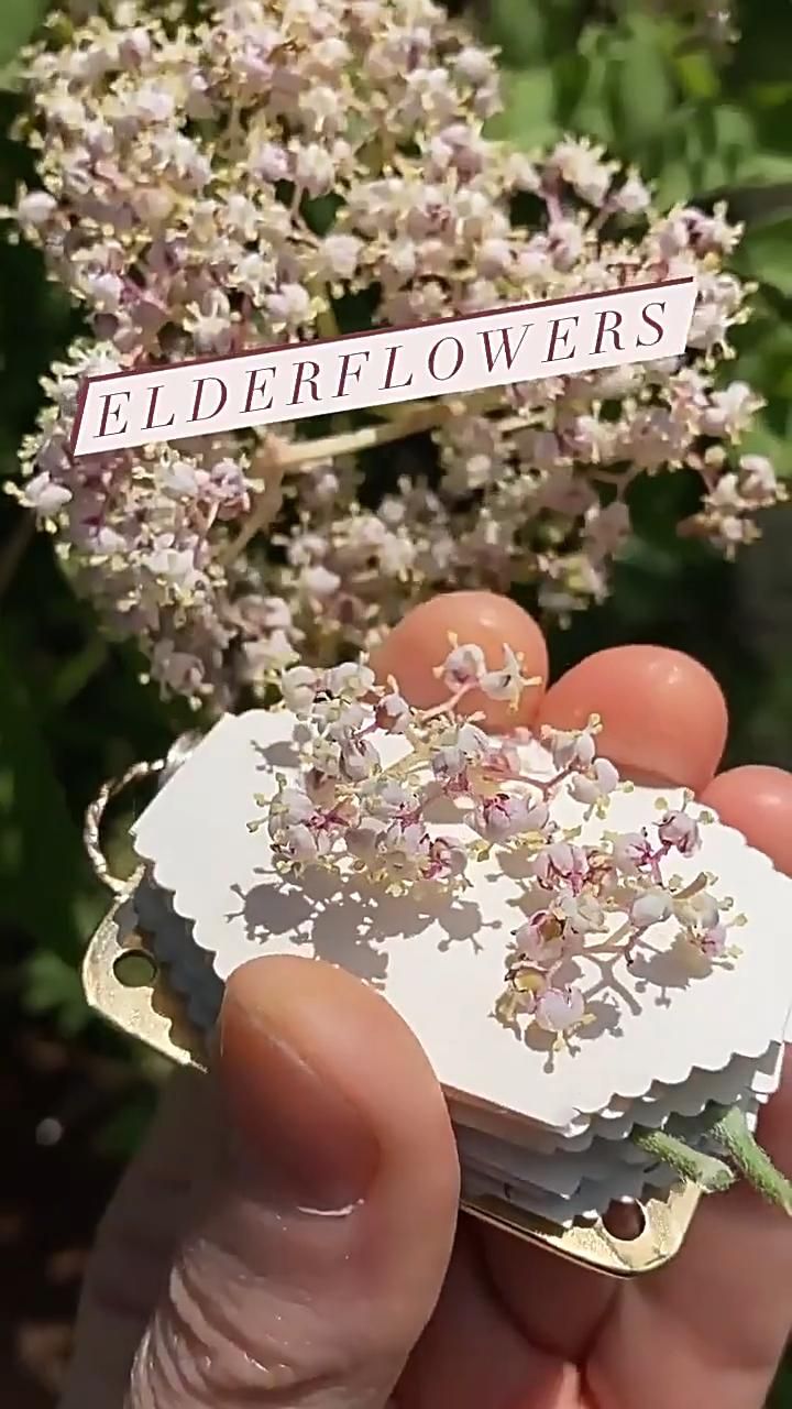 2025 MICRO FLOWER PRESS