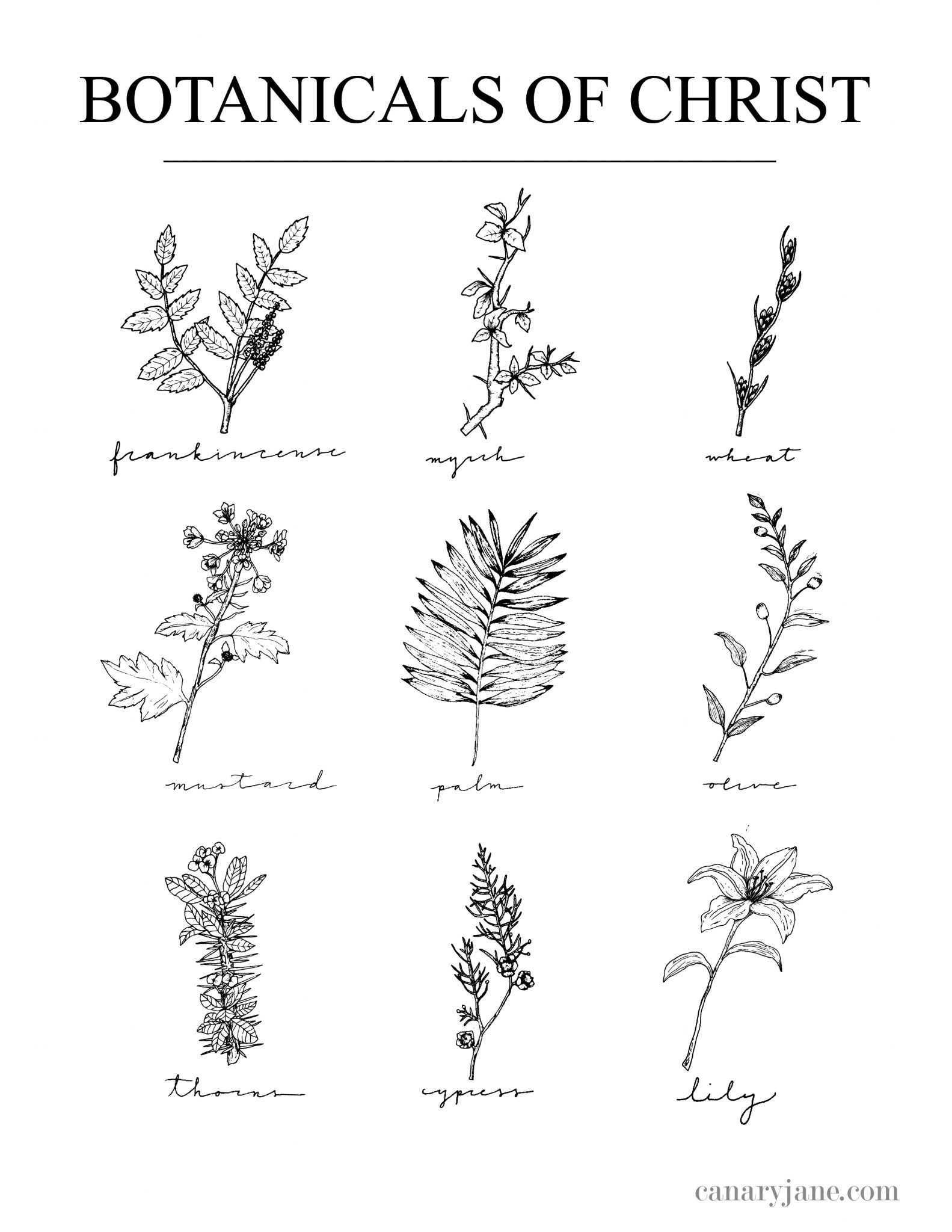 Botanicals of Christ Free Printable – Plants in Jesus Life